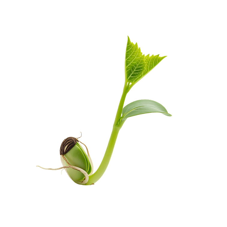 Sprout